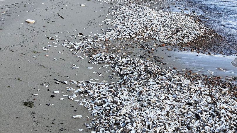 Des coquilles de moules zébrées couvrent le rivage d’une plage de l’Île Hecla.