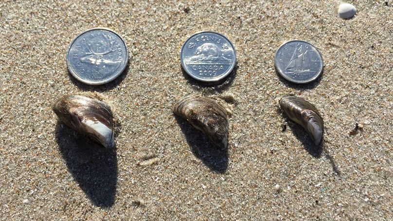 Une pièce de 25 cents, une pièce de 10 cents et une pièce de 5 cents canadiennes mises à côté de coquilles de moules zébrées pour montrer leur taille.