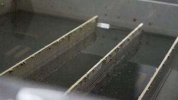 Une boîte métallique contenant des plaques en métal à moitié immergées dans de l’eau brute. Plusieurs moules zébrées sont attachées à la surface de toutes ces plaques.